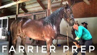 Prepping for the Farrier | 2019 Mustang TIP Challenge