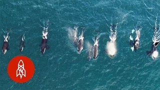 Up Close with Norwegian Killer Whales