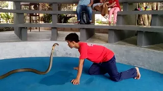 Krabi King Cobra Show #03