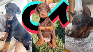 Doberman Puppy TikTok Compilation | Dogs of TikTok