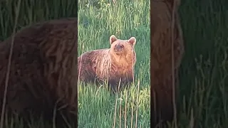 Bear looks in hunter's eyes/Koks jausmas, kai meška žiūri medžiotojui į akis?