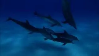 Dolphins And Whales: Tribes Of The Ocean 3D - Official® Trailer [HD]