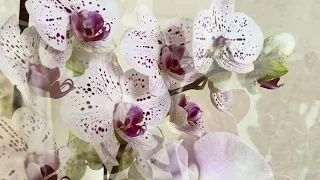 Нові орхідеї Мутанти! РОЗПАКОВКА!