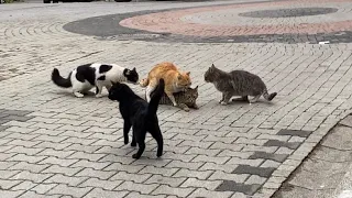 Cats mating non-stop on the street. These Cats are so beautiful 😍