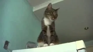 кот зовет на помощь cat calls for help