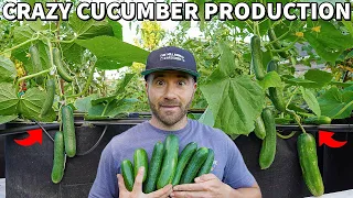 Make Your CUCUMBERS Produce Like Crazy, It's SO EASY!