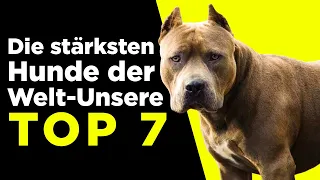 Die stärksten Hunde der Welt, kennst du diese 7 Rassen? 🐶