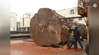 Tree Felling Fails Compilation And Idiots Working With Chainsaw ! Top Dangerous Working skills 19