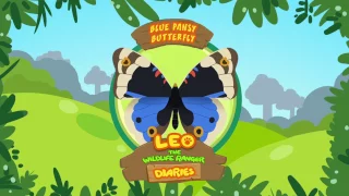 Blue Pansy Butterfly - Leo The Wildlife Ranger Animal Diaries | Animal Facts for Kids