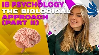 IB Psychology Revision: The Biological Approach (Part 2)