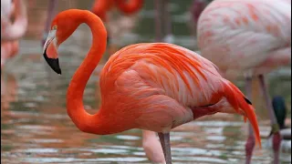 Flamingos at the SanDiego Zoo