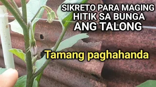 8 TIPS SA PAGTATANIM NG TALONG