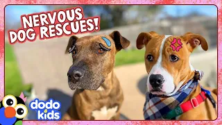 It Takes Love (And Cheeseburgers??) To Save These Scared Dogs | Dodo Kids | Animal Videos