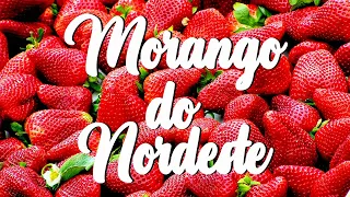 Karametade - Morango do Nordeste - Letra!