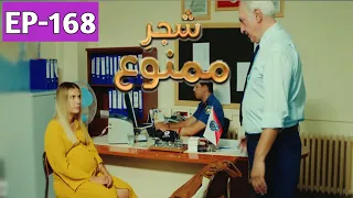 Shajar-e-Mamnu Episode 168 &169 Promo | Turkish Drama | Forbidden Fruit | Urdu Dubb|31July2021 | P-3