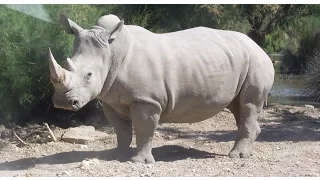 Extinction: Only ONE Breeding White Rhino Left on Earth