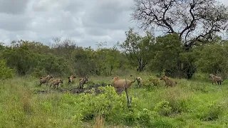 Male Lion defends Female from Hyenas