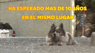 Perro ha esperado mas de 10 años a su dueño en el mismo lugar