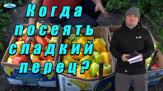 Когда посеять сладкий перец для теплицы и огорода?