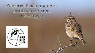 Хохлатый жаворонок (Galerida cristata) - Crested Lark | Film Studio Aves