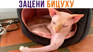 ЗАЦЕНИ БИЦУХУ ))) Приколы с котами | Мемозг 983