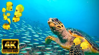 [NEW] 3HRS Stunning 4K Underwater Footage + Music | Rare & Colorful Sea Life: "RAINBOW REEF 2" UHD