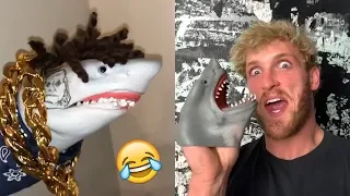 FUNNIEST Shark Puppet Videos Compilation - BEST Shark Puppet Vines and Instagram Videos