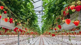 How To Harvest Awesome Japanese Strawberry