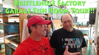 Bristlenose Factory Garage Fish Room Tour MEGA!!!