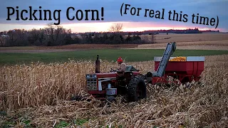 Picking Corn 2019 - Part 1
