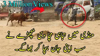 Bachry Nay Tofan Macha Diya Mandi Main Rocket Bachra Cow Ran Away Unseen Video Multan Cow Mandi.