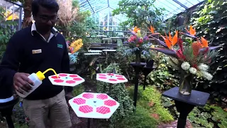 Butterfly House Live Cam