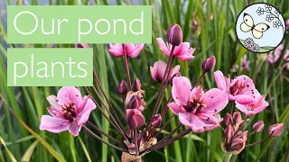 All about our pond plants: jumbo plugs, native species, grown in the UK from UK origin seed.