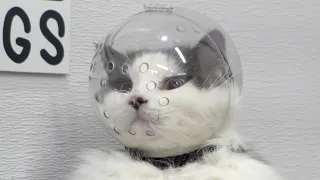 This chubby cat is ready for lift off | Astrocat