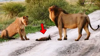 Zwei Löwen nähern sich einem verletzen Fuchs. Danach passiert das Unglaubliche