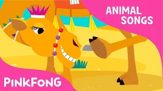 Humpy Lumpy Camel | Camel | Animal Songs | Pinkfong Songs for Children