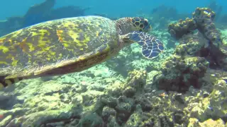 Maldives 2013 Underwater Video GoPro Hero 3 Black Edition