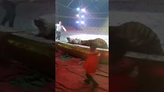 A CIRCUS ACT GONE HORRIBLY WRONG