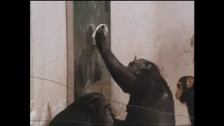 1981年（昭和56年）チンパンジーの鏡実験
