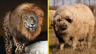 Craziest Hybrid Animals Created by Scientist You Won't Believe Exist