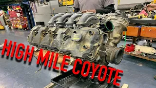 This coyote had a hard life, we tear it down to see how it fared!