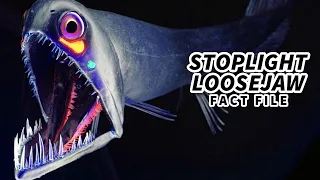 Stoplight Loosejaw Facts: a Soft SKELETON 💀 Animal Fact Files