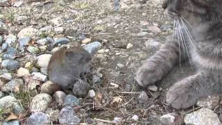 cat kisses a mouse