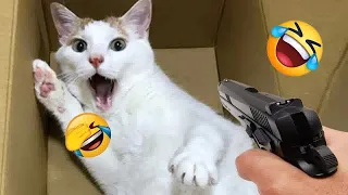 New Funny Animals 2024 😋 Funniest Dogs and Cats 😻🐶