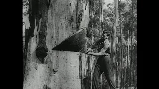A Year to Remember: 1946 – Lumber jack felling tall Australian trees  | Framepool