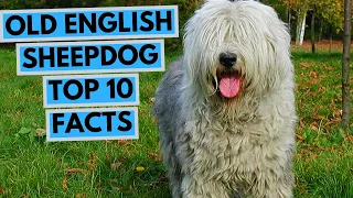 Old English Sheepdog - TOP 10 Interesting Facts
