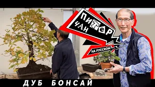 Создание Бонсай из Дуба