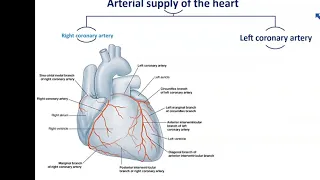 Blood Supply and Nerve Supply of the Heart - Dr. Ahmed Farid