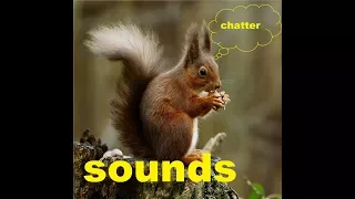 Red Squirrel Chatter Sound Effects All Sounds