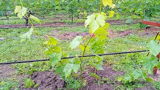двухлетний куст винограда
